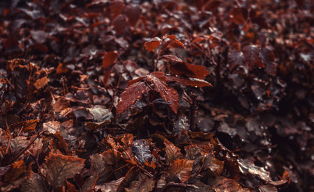 Christmas leaves background in forest, nature and environmentの写真素材