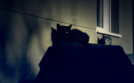 Cats abandoned on the street, animal abuse, lonelinessの写真素材