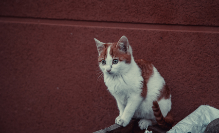 Cats abandoned on the street, animal abuse, lonelinessの写真素材