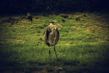 Heron in natural park, birds in danger of extinction, animalsの写真素材
