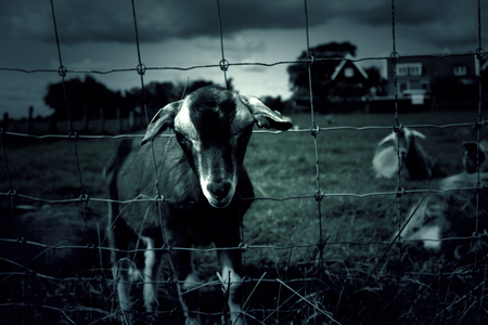 Goat enclosed fence in animal farm, natureの写真素材