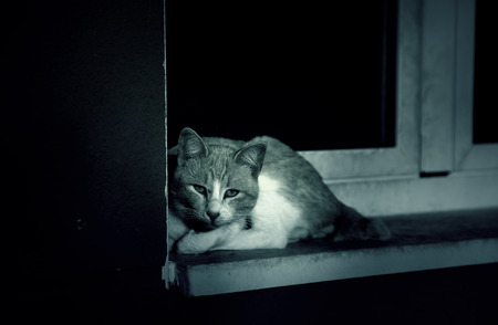 Cats abandoned on the street, animal abuse, lonelinessの写真素材