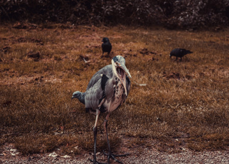 Heron in natural park, birds in danger of extinction, animalsの写真素材