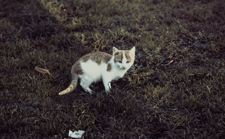 Cats abandoned on the street, animal abuse, lonelinessの写真素材