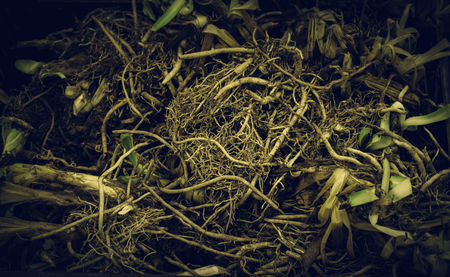 Bulbs in a market, detail of plants and seedsの写真素材