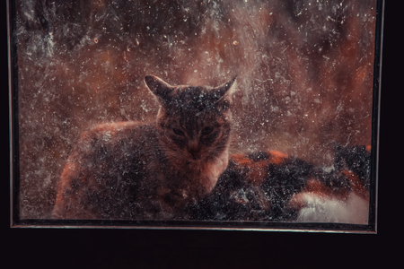 Cats abandoned on the street, animal abuse, lonelinessの写真素材