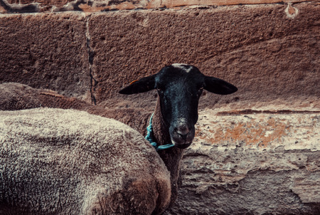 Goat enclosed fence in animal farm, natureの写真素材