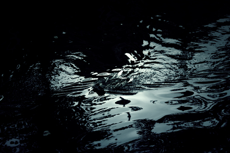 Ducks on Amsterdam canal lake, animals and landscapeのeditorial素材