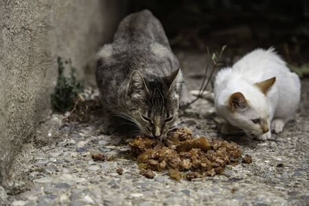 Street cats eating, detail of abandoned animalsの写真素材