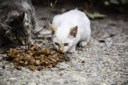 Street cats eating, detail of abandoned animalsの写真素材