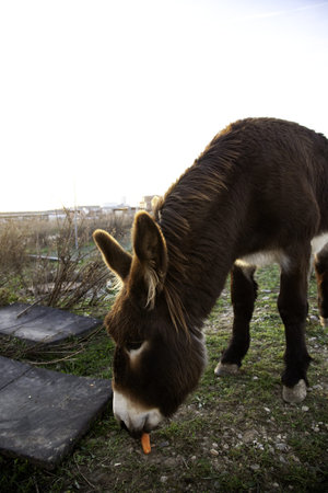 Donkeys in animal farm, natural parkの写真素材