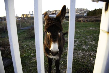 Donkeys in animal farm, natural parkの写真素材