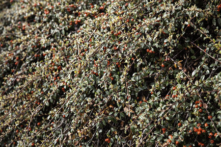 Rosehip plant in forest, agriculture and flowers, nature
