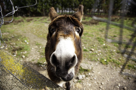 Donkeys in animal farm, natural park
