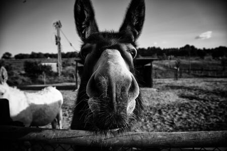 Donkeys in animal farm, natural parkの写真素材