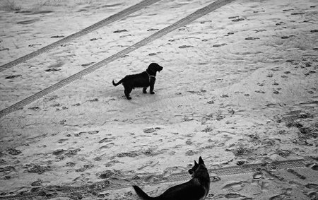 Dogs playing and running on the beach, animals in freedom