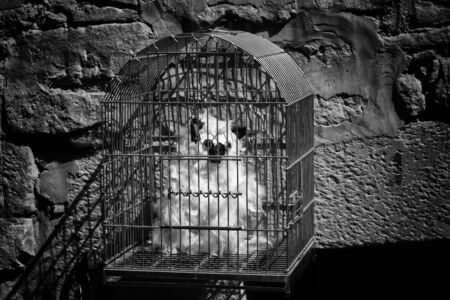 Stuffed white hair, toy detailの写真素材