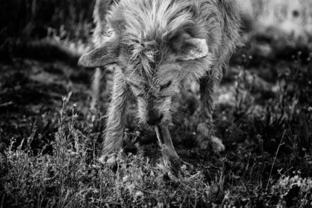 Hound hunter eating bone in field, animals and natureの写真素材