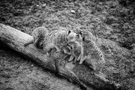 Family of meerkats nature reserve, zooの写真素材