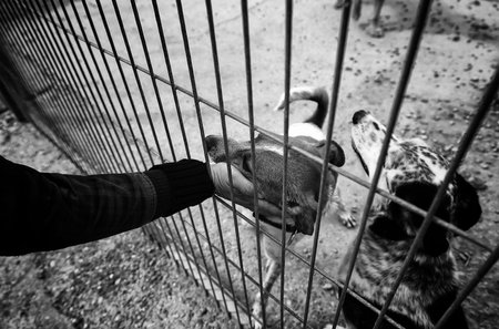 Abandoned dogs in the kennel, animals
