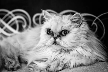 Homemade white persian cat lying on sofa, pets and animalsの写真素材