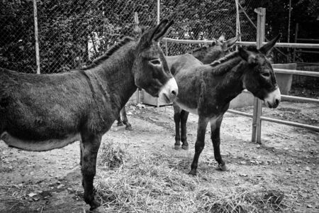 Herd of donkeys in stable eating hay, animalsの写真素材