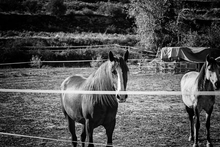 Horse quiet in park , animals and nature
