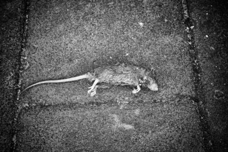 Dead rat in urban street floor, animalsの写真素材