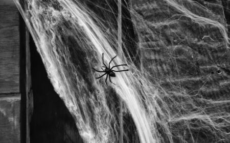 Spider on decorative cobweb in home of terro, halloween and fearの写真素材