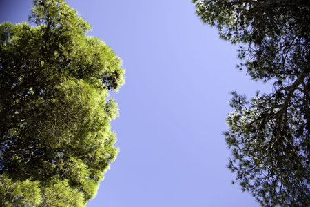 Trees in forest, nature and natural landscape
