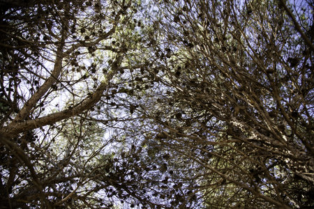 Trees in forest, nature and natural landscape