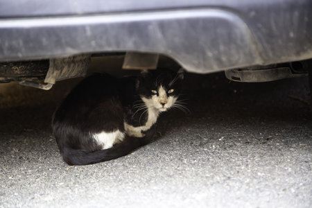 Cats abandoned on the street, animal abuse, lonelinessの写真素材