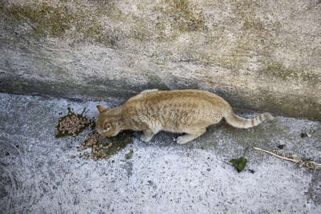 Cats abandoned on the street, animal abuse, lonelinessの写真素材