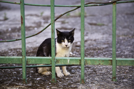 Cats abandoned on the street, animal abuse, lonelinessの写真素材