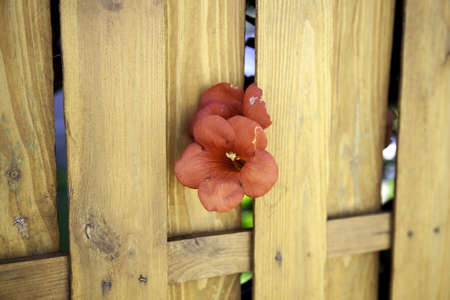 Red bell flowers in garden, plants and nature, detailの写真素材