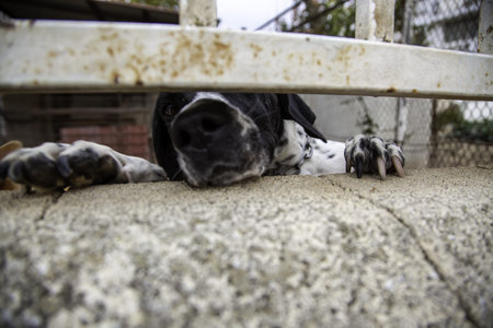 Locked kennel dogs abandoned, sadness