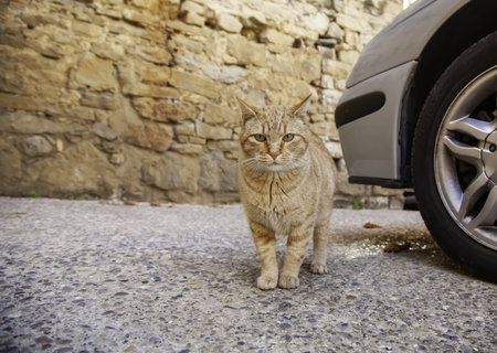 Orange tabby cat in street, domestic animals and pets, friend