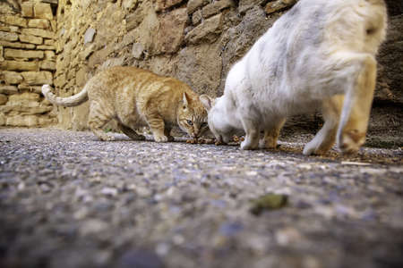 Stray cats eating in the street, detail of abandoned animalsの写真素材