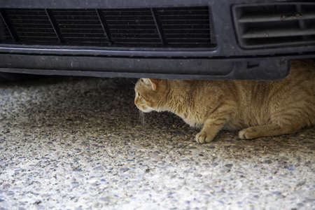 Stray cat under car, wild abandoned animals, petsの写真素材