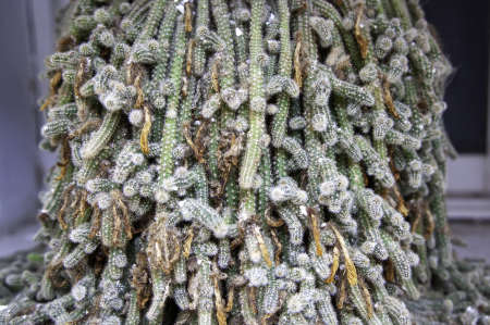 Exotic tropical cactus with spikes, plants and flowersの写真素材