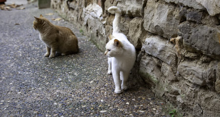 Abandoned street cats, animal abuse, sadness