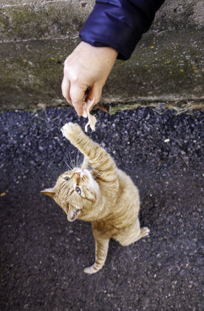 Cat catching food in person's hand, feeding animals, mammalsの写真素材