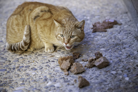 Stray cats eating in the street, detail of abandoned animalsの写真素材