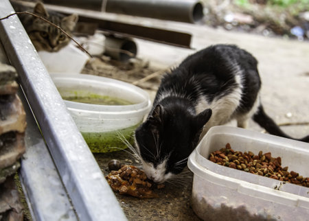 Stray cats eating in the street, detail of abandoned animalsの写真素材