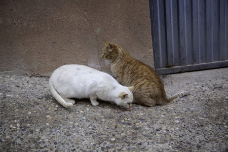 Stray cats eating in the street, detail of abandoned animals