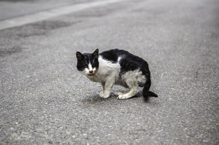 Abandoned street cats, animal abuse, sadnessの写真素材