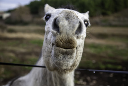 White horse in stable, wild mammal animalsの写真素材