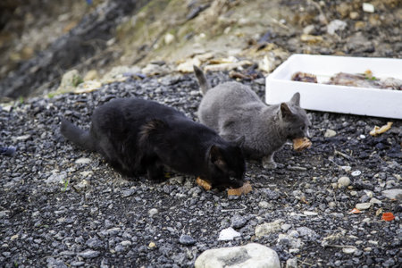 Stray cats eating in the street, detail of abandoned animalsの写真素材