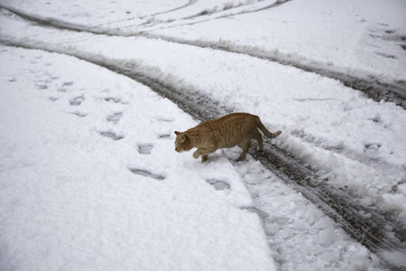 Cat walking in snow, mammal wild animals, abandonment petsの写真素材