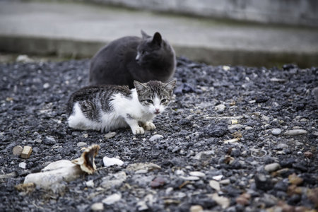 Abandoned stray cat, free animals, mammals, petsの写真素材